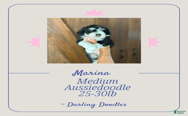 Mini Aussiedoodle dogs for sale - Ad 4