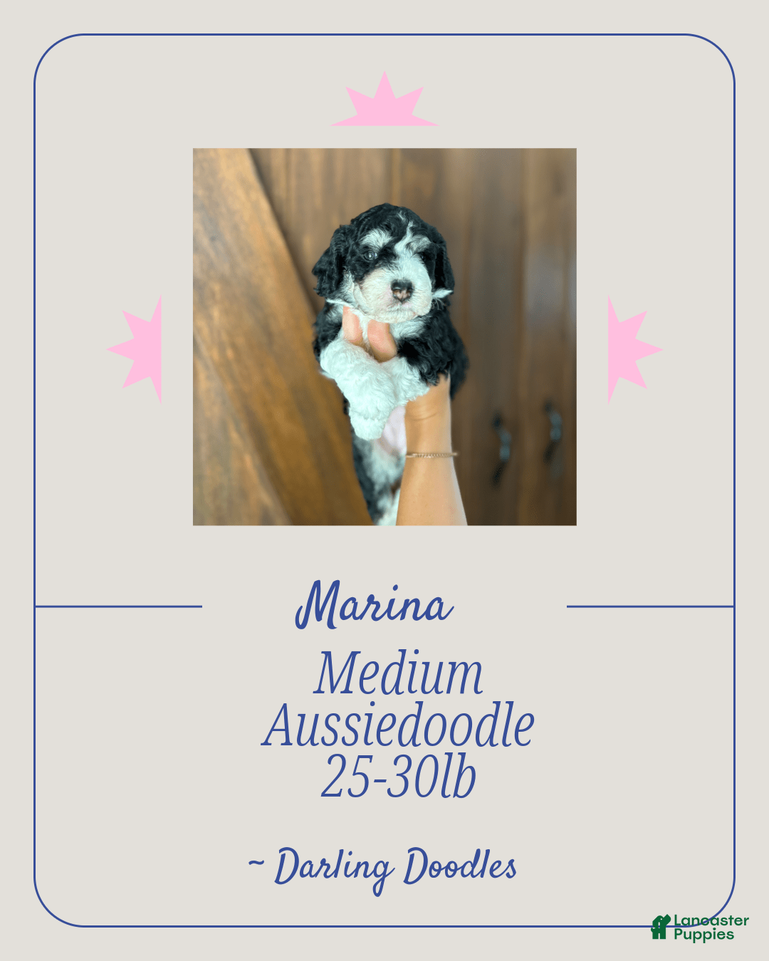 Mini Aussiedoodle dogs for sale: Marina - Image 1