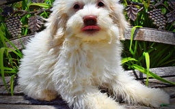 Havapoo dogs for sale: Valiant - Image 7