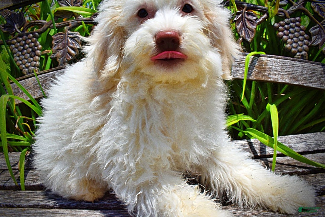Havapoo dogs for sale: Valiant - Image 7
