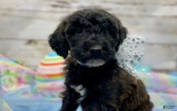 Standard Poodle dogs for sale: Gypsy - Image 15