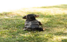 Miniature Dachshund dogs for sale: Macy - Image 2