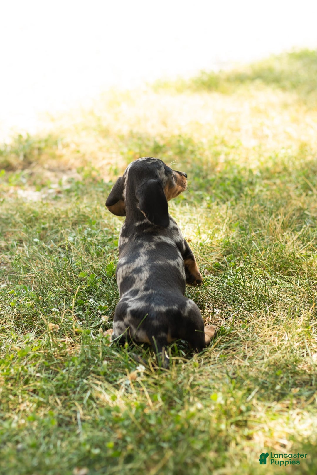 Miniature Dachshund dogs for sale: Macy - Image 2