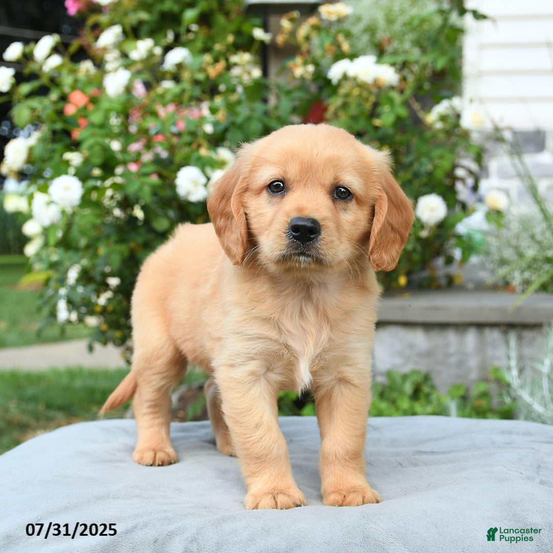 Miniature Golden Retriever dogs for sale: Sunny - Image 3