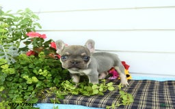French Bulldog dogs for sale: Diamond - Image 4