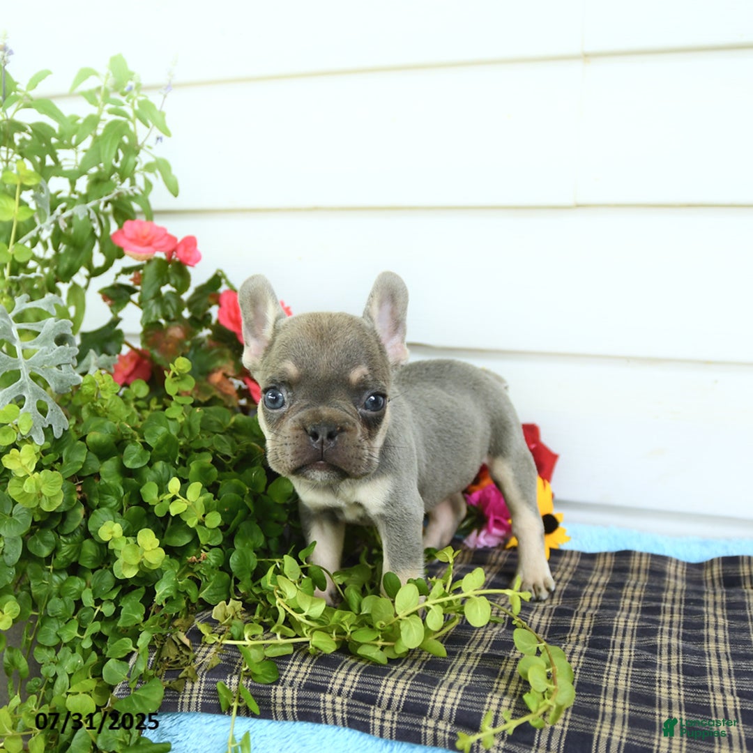 French Bulldog dogs for sale: Diamond - Image 4