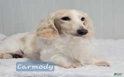 Miniature Dachshund dogs for sale: Ruthie - Image 10