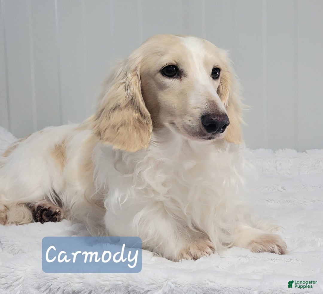 Miniature Dachshund dogs for sale: Ruthie - Image 10