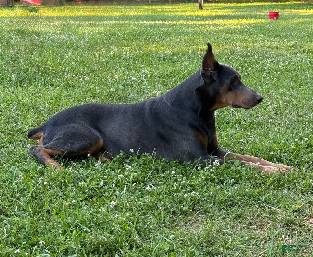 Doberman Pinscher dogs for sale: Male Puppy - Image 8