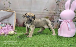 Catahoula Leopard Dog dogs for sale: Goldie 2025 F5 - Image 4