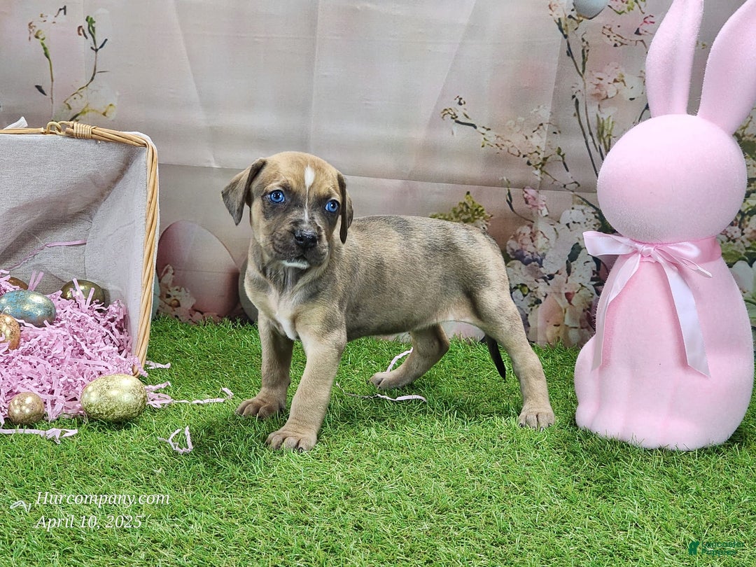 Catahoula Leopard Dog dogs for sale: Goldie 2025 F5 - Image 4