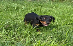 Doberman Pinscher dogs for sale: Linda - Image 2