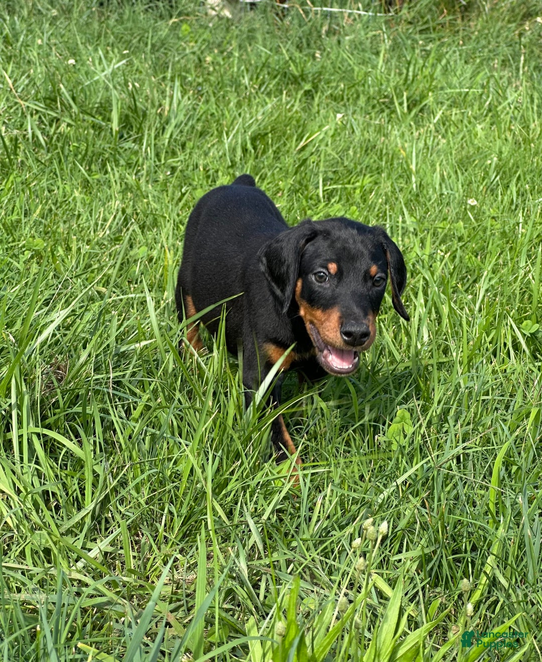 Doberman Pinscher dogs for sale: Linda - Image 2