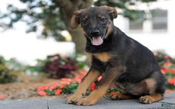 German Shepherd dogs for sale: Jerimiah - Image 3
