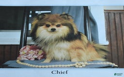 Pomeranian dogs for sale: Ivy - Image 7