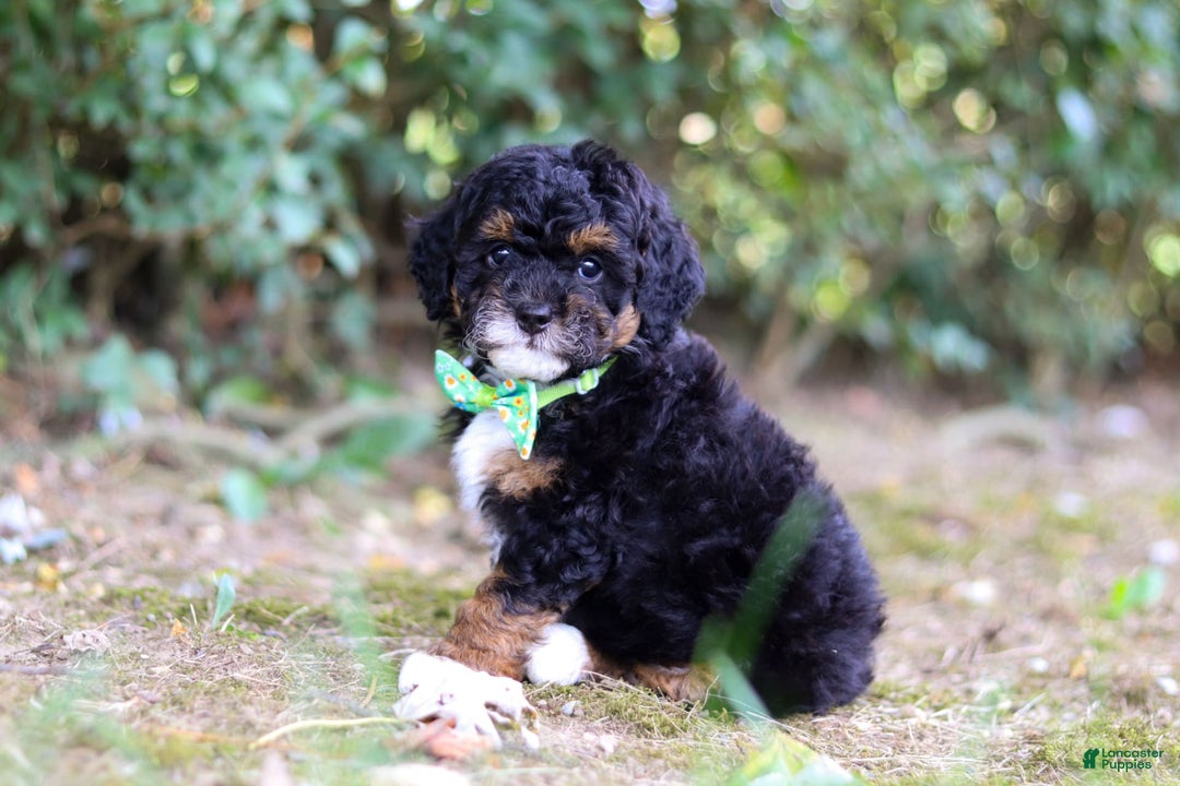 Mini Bernedoodle dogs for sale: Mini Bernedoodle 6 puppies - Image 5