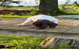 German Shorthaired Pointer dogs for sale: Ozzy - Image 6