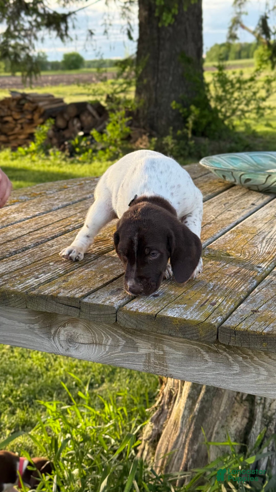 German Shorthaired Pointer dogs for sale: Ozzy - Image 6