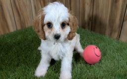 Cavapoo dogs for sale: Fiona Girl 1 - Image 11