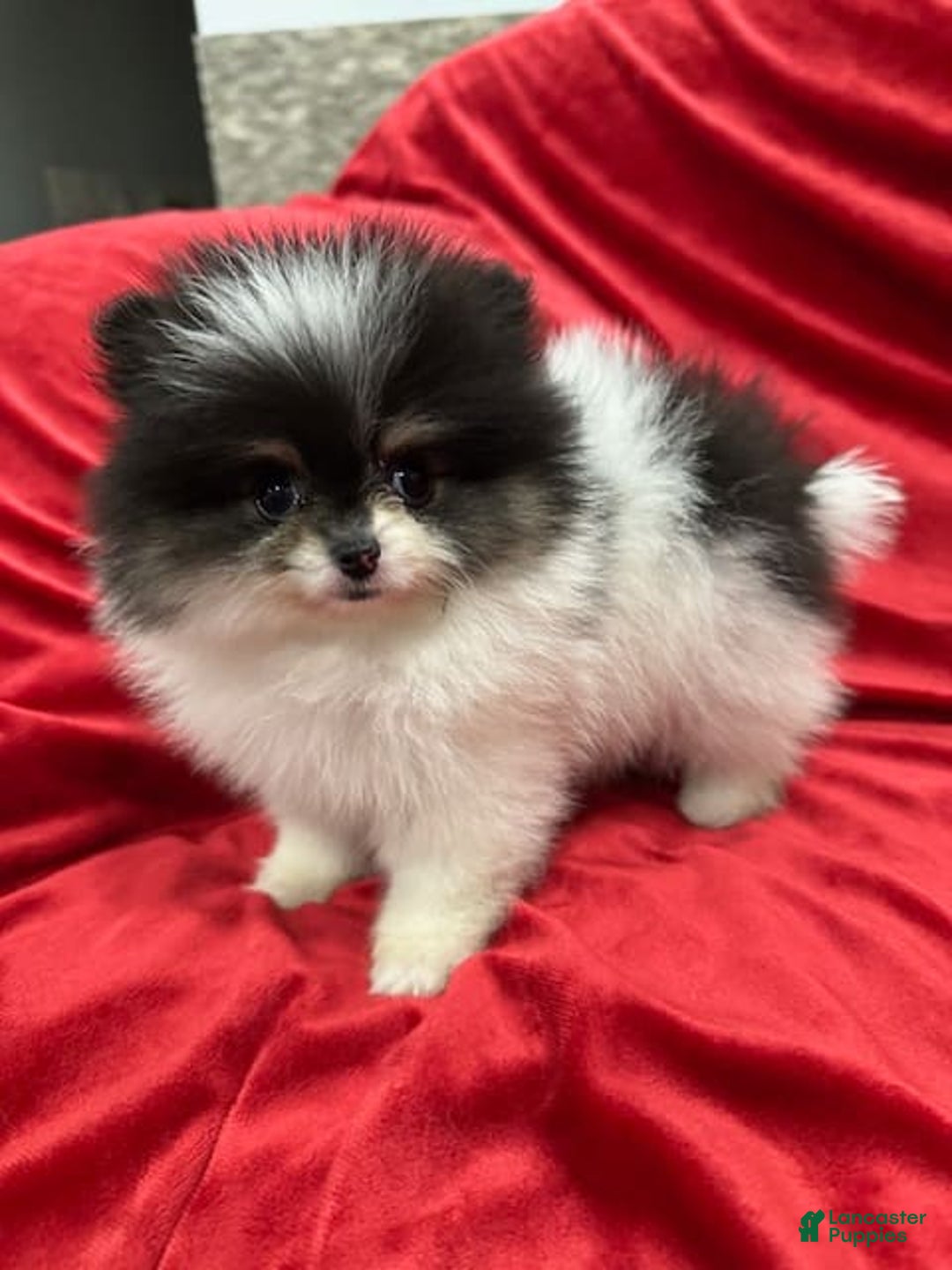 Pomeranian dogs for sale: Minnie - Image 7