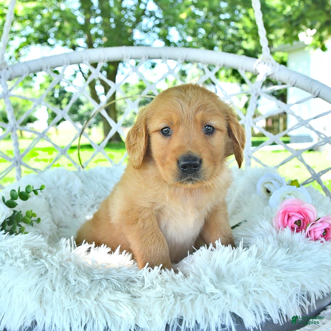 Golden Retriever dogs for sale: Adam - Image 1