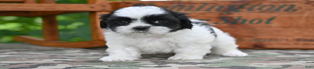 Bella