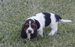 Basset Hound dogs for sale: Ida - Image 9