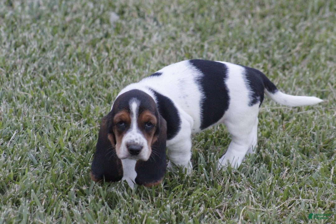 Basset Hound dogs for sale: Ida - Image 9
