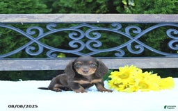 Miniature Dachshund dogs for sale: Fritz - Image 3