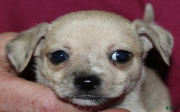 Chihuahua dogs for sale: Parker - Image 4