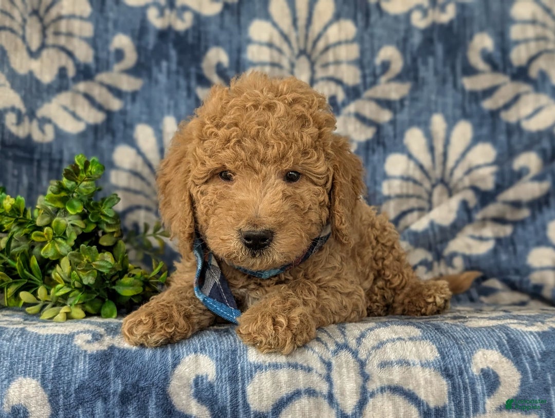 Mini Goldendoodle dogs for sale: Harris Hypoallergenic - Image 5