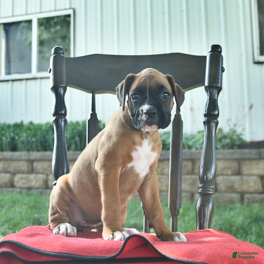 Boxer dogs for sale: Faye - Image 1