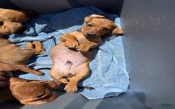 Miniature Dachshund dogs for sale: Twins - Image 13