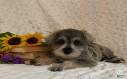 Miniature Schnauzer dogs for sale: Cammi - Image 2