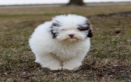 Shihpoo dogs for sale: Billy - Image 24
