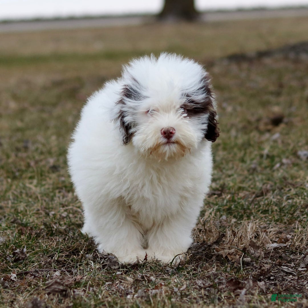 Shihpoo dogs for sale: Billy - Image 24