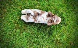 Havapoo dogs for sale: Daisy - Image 12