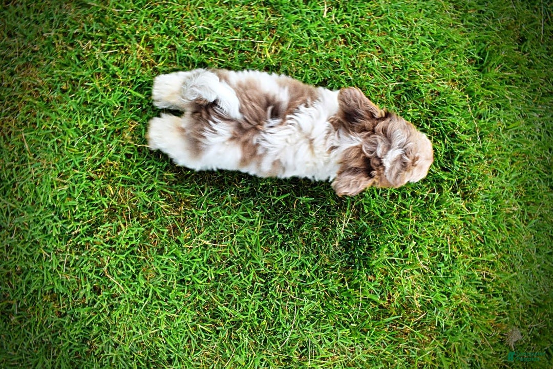 Havapoo dogs for sale: Daisy - Image 12