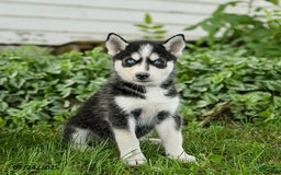 Pomsky dogs for sale: Kit - Image 5