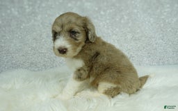 Newfypoo dogs for sale: Koda F1b - Image 5