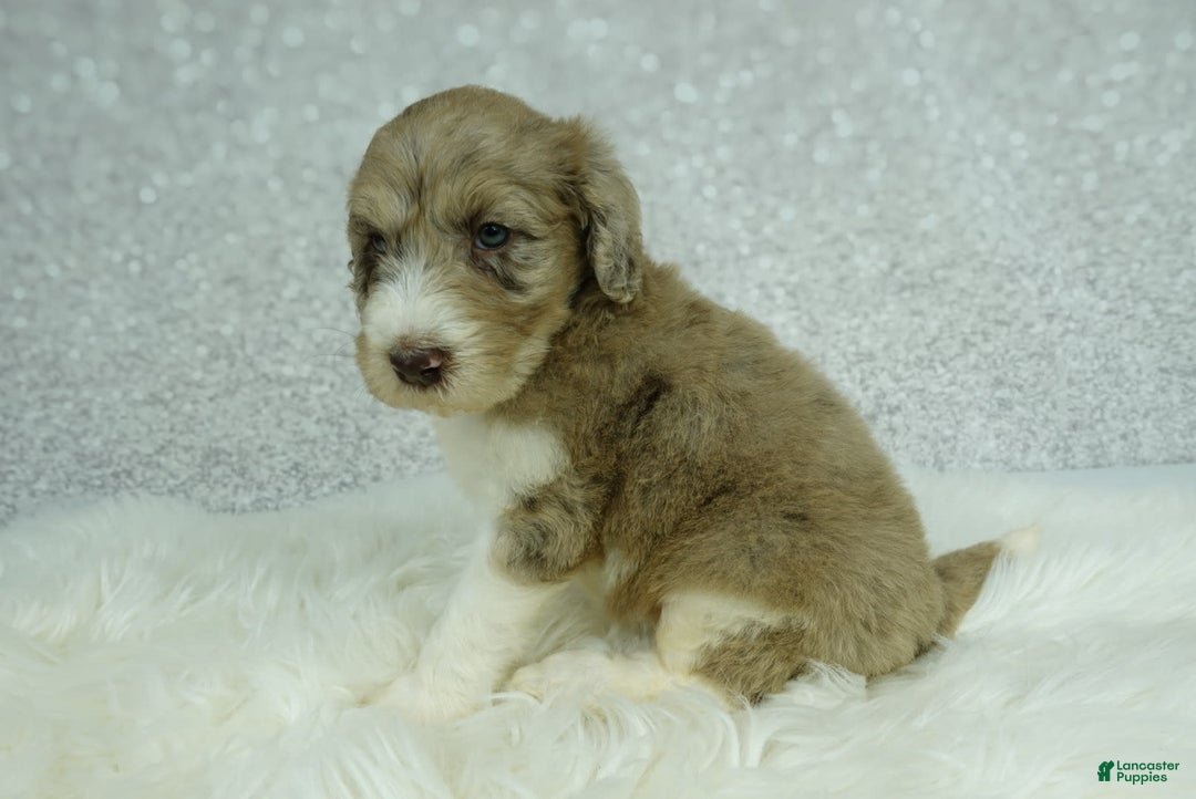 Newfypoo dogs for sale: Koda F1b - Image 5