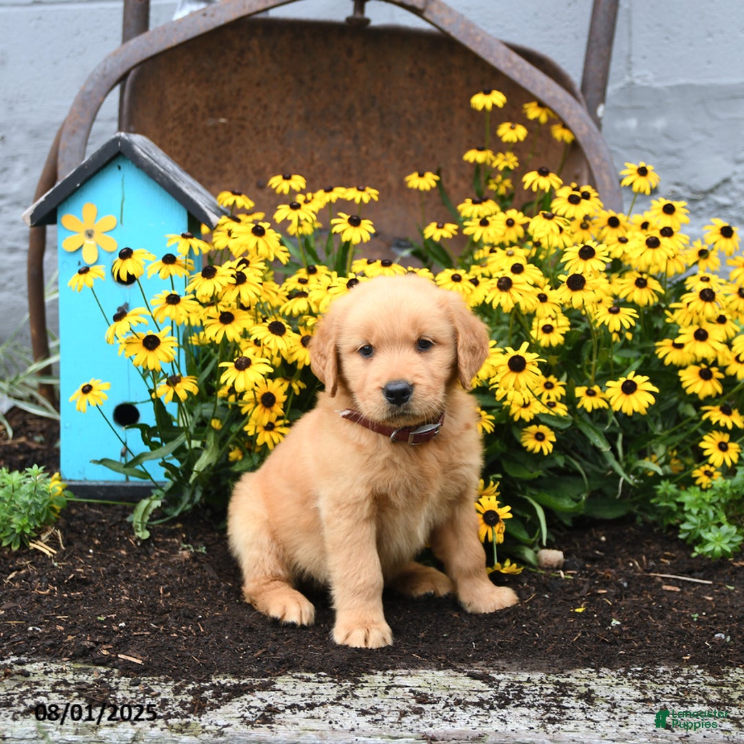 Golden Retriever dogs for sale: Franklin - Image 3