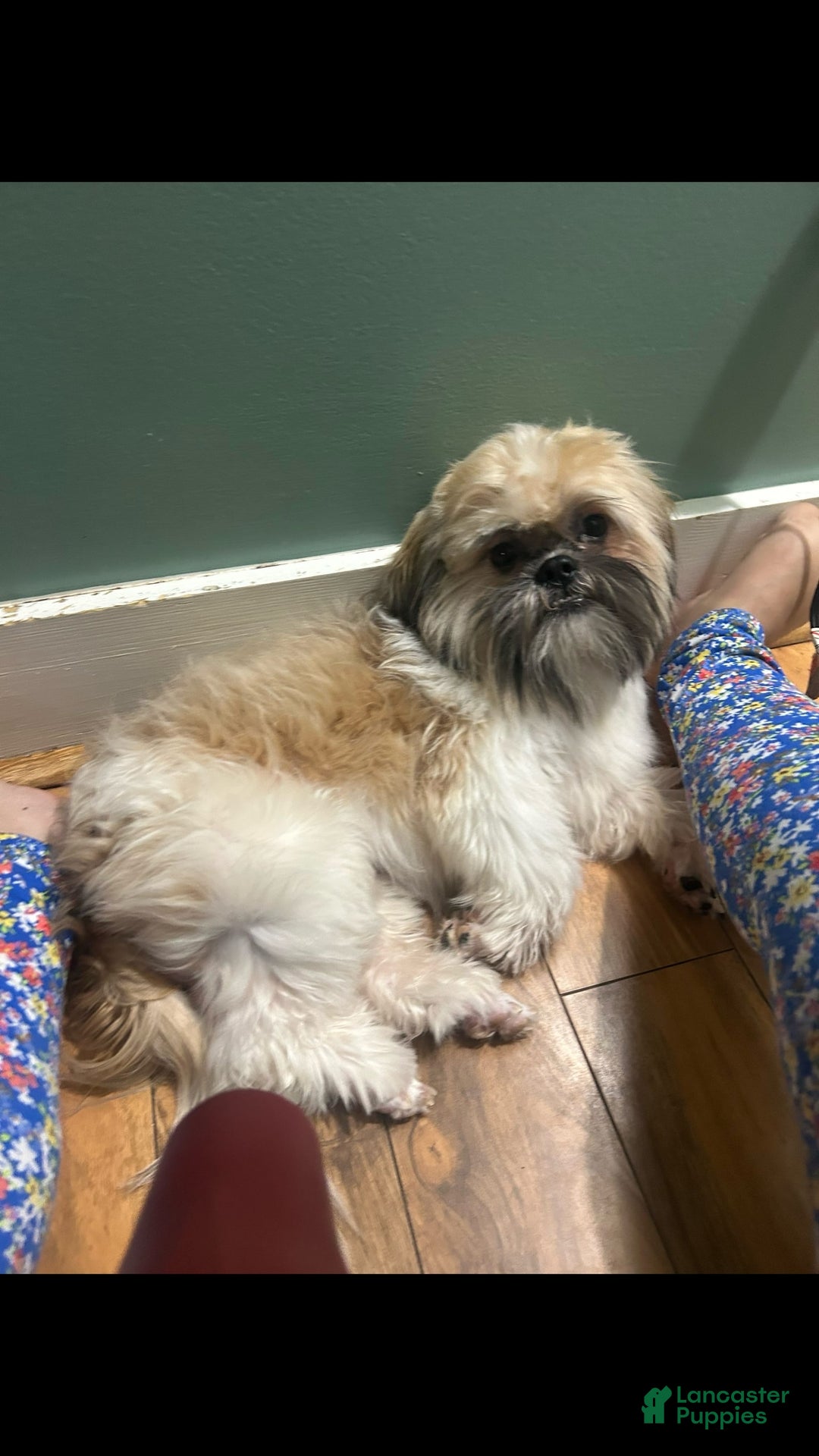 Shih Tzu dogs for sale: Valentino - Image 5