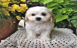 Cavachon dogs for sale: Millie - Image 9