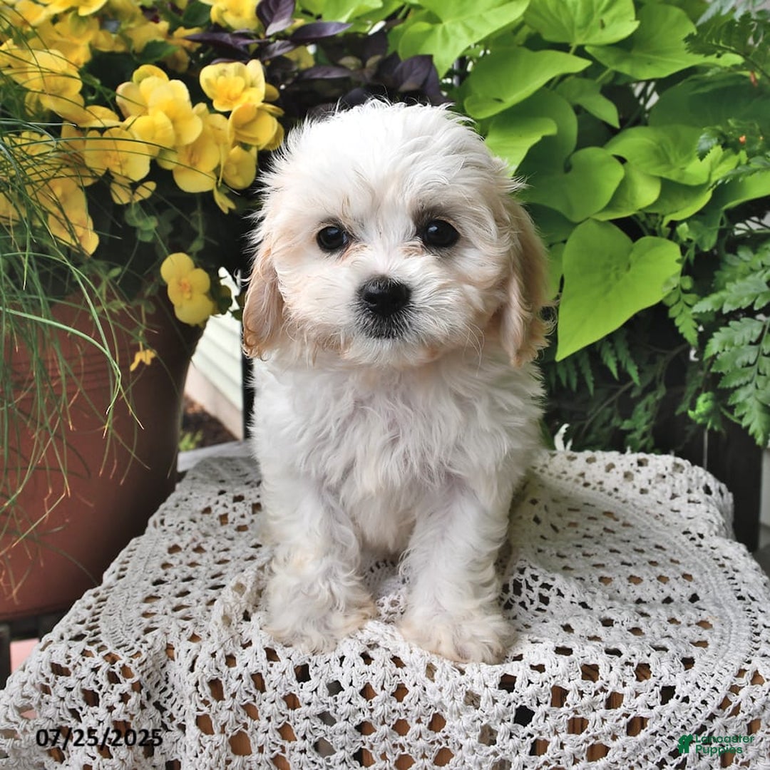 Cavachon dogs for sale: Millie - Image 9