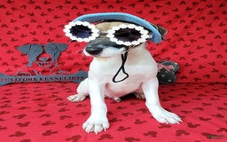 Jack Russell Terrier dogs for sale: Jack Russell Male Puck - Image 7