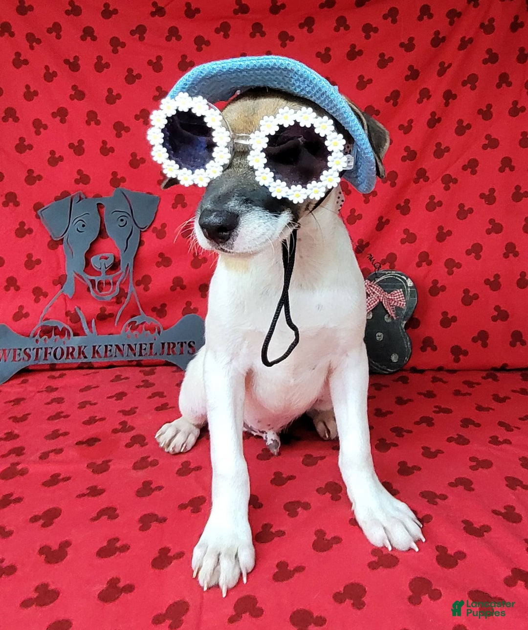 Jack Russell Terrier dogs for sale: Jack Russell Male Puck - Image 7