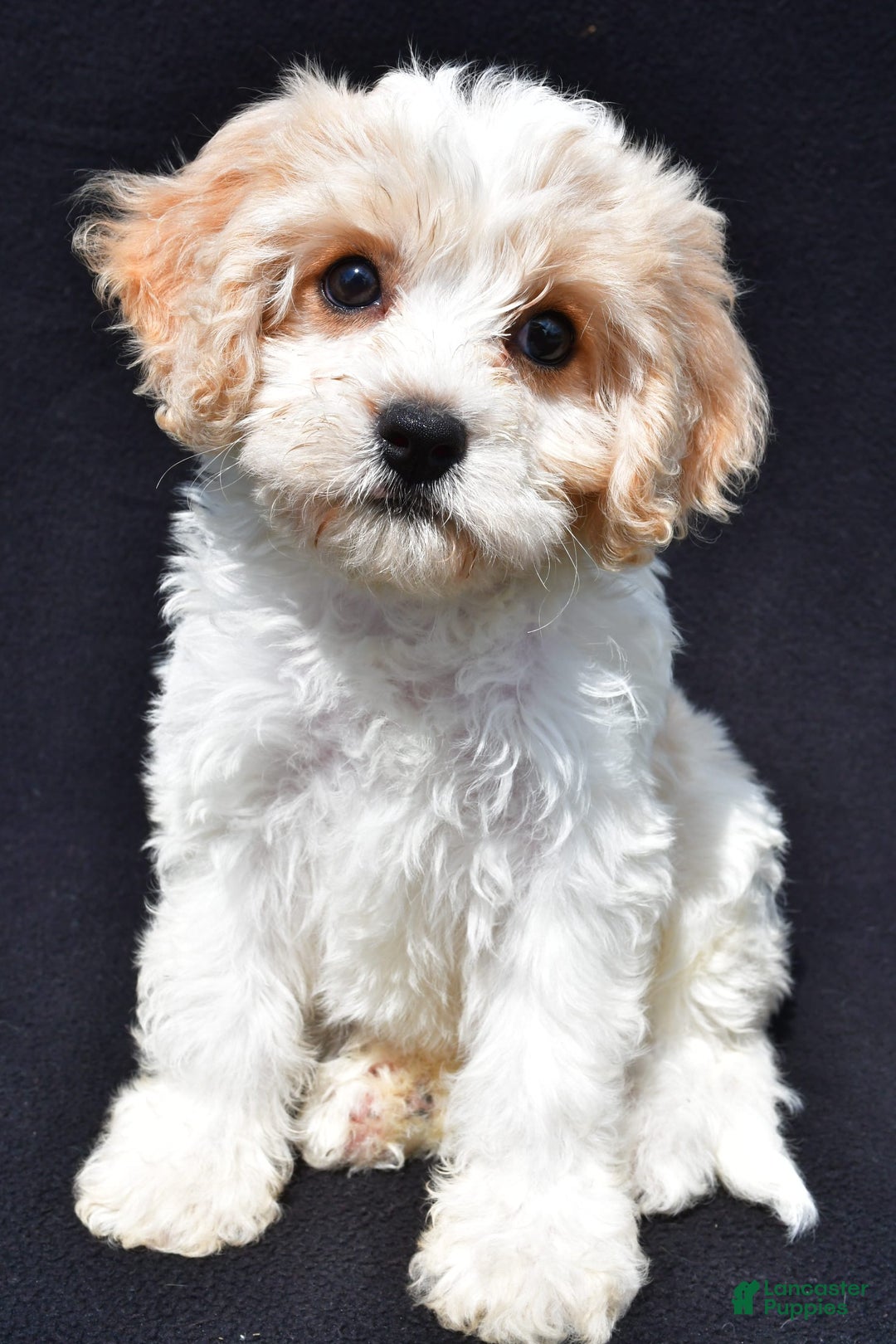 Cavachon dogs for sale: Bell - Image 5