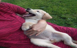 Golden Retriever dogs for sale: Prairie - Image 9