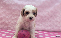 Cavapoo dogs for sale: Buzz - Image 17